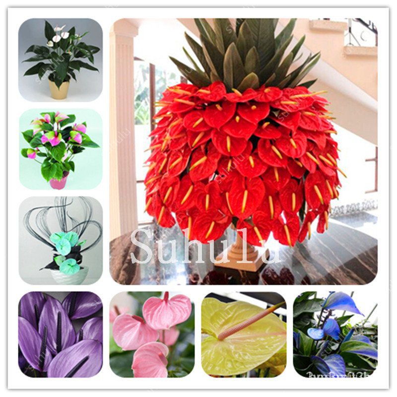 ผลิตภัณฑ์ใหม่ เมล็ดพันธุ์ 2022300 pcs Bonsai Colorful Anthurium Andraeanum Bonsai seeds Linden Araceae Perennia /ขายดี F