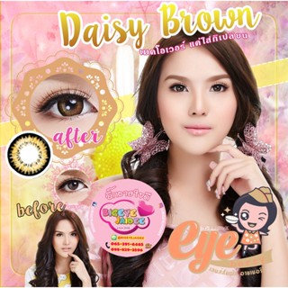 WinkWow Daisy Eff.19 Brown ใหญ่