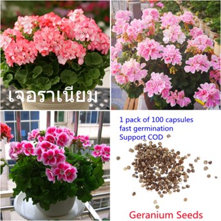 เก็บเงินปลายทาง COD 100 แคปซูลต่อแพ็ค Geranium Flower Seeds เมล็ดพันธุ์ ต้นไม้ประดับ เมล็ดดอกไม้ ต้นไม้ ไม้ประดับ เมล็ด