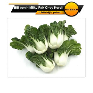 ผลิตภัณฑ์ใหม่ เมล็ดพันธุ์ จุดประเทศไทย ❤เมล็ดพันธุ์Biji Benih Milky Pak Choy Kerdil / Nai Bai Cai seedsเมล็ดอวบ คล/เ 1OW