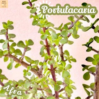 [ปะการังสายรุ้งด่างเขียว] Portulacaria Afra Variegata ส่งพร้อมกระถาง แคคตัส Cactus Succulent Haworthia Euphorbia