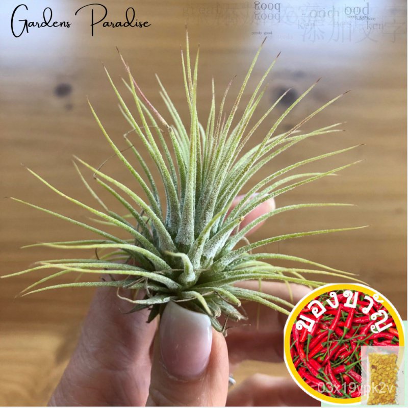 Tillandsia Ionantha Air Plant By Gardens Paradise ย่อน/ดอกทานตะวัน/ดอกไม้/ดอกไม้/ผ้ายีนส์/ กางเกงใน/