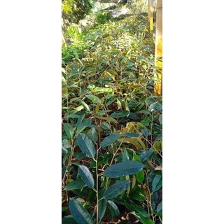 ต้นทุเรียนก้านยาวเสียบยอดชุมพร 🌱🌱