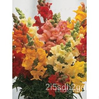 ผลิตภัณฑ์ใหม่ เมล็ดพันธุ์ จุดประเทศไทย ❤Snapdragon Tutti Frutti Flower Seeds for Planting (10 seeds) FLOWERเมล็ คล/ขา QV