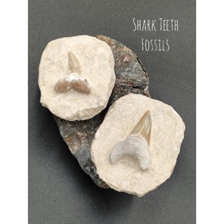 🦈 Shark Tooth Fossils - Otodus ขนาดเล็ก บนเเผ่นหิน🌊 มีให้เลือก 2 แบบ