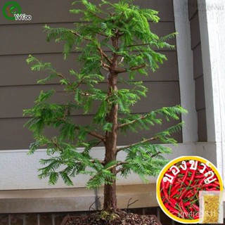 Metasequoia เมล็ดต้นบอนไซเมล็ดสวยมากในร่มต้นไม้บ้านสวนสวน30อนุภาค/ถุง F019กุหลาบ/ชุดชั้นใน/通心菜/ชุดชั้นใน/ไม้ NHXJ