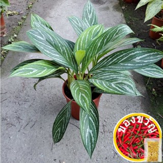 Aglaonema whirl к/ลูก/พารา/พารารัม/เปลือก/พาราชู SAVZ