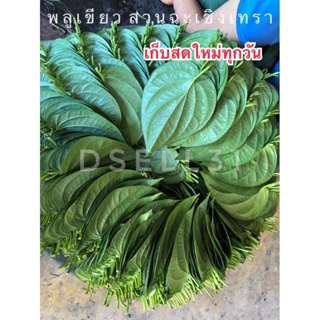 ใบพลูเขียว ใบพลูกินหมาก ใบพลูไหว้พระ ใบพลูสวนฉะเชิงเทรา ขนาด  1 กิโล / betel leaf 1 kg.