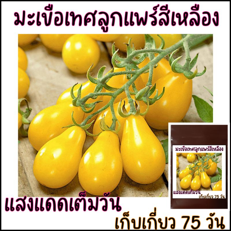 เมล็ดปลูกต่อได้ 15 เมล็ด มะเขือเทศลูกแพร์สีเหลือง Yellow Pear Tomato มะเขือเทศลูกแพร์