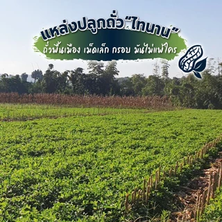 ถั่วลิสงคั่ว 500g ถั่วลิสงพันธุ์ไทยแท้ ใหม่ สะอาด ปลอดภัย จากบ้านถั่วลิสงจังหวัดน่าน