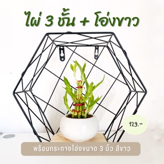 ไผ่กวนอิม 3 ชั้น กลาง (ขนาดใหญ่ 3 นิ้ว) พร้อมกระถางขาว