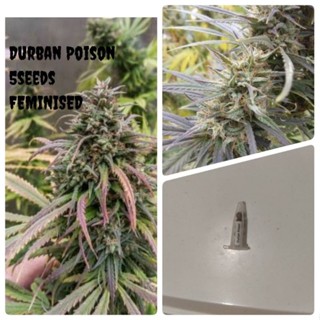 เมล็ดสายพันธุ์Durban Poison บรีดเพศเมียPack 5seeds