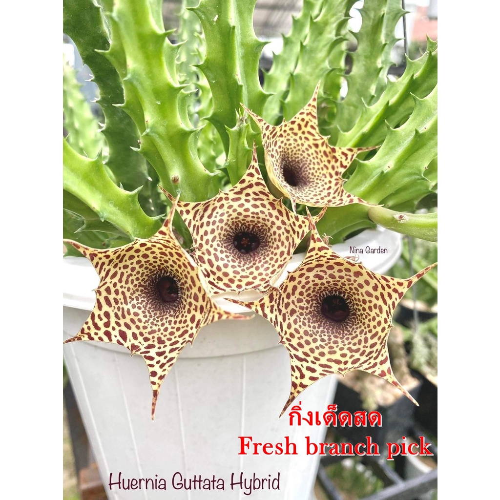 เก๋งจีน Huernia Guttata Hybrid *กิ่งเด็ดสด* แคคตัส ไม้อวบน้ำ Cactus and Succulent