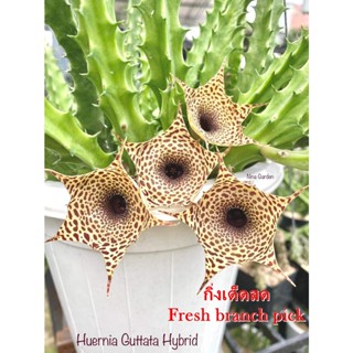 เก๋งจีน Huernia Guttata Hybrid *กิ่งเด็ดสด* แคคตัส ไม้อวบน้ำ Cactus and Succulent