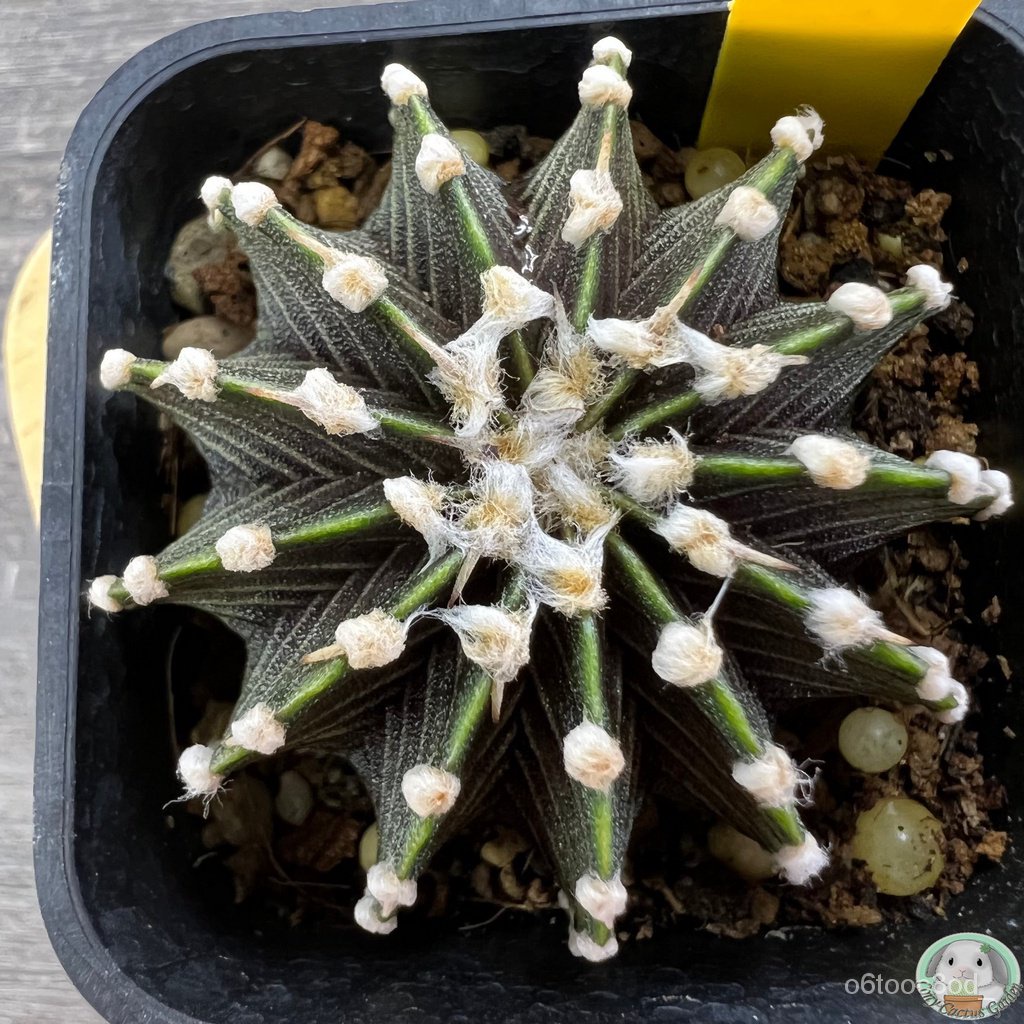 (Y28) ต้นยิมโน LB2178 แท้  13 พู ไม้เมล็ด - (gymnocalycium) - แคคตัส/ง่าย ปลูก สวนครัว เมล็ด/อินทรีย