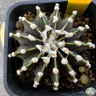 (Y28) ต้นยิมโน LB2178 แท้  13 พู ไม้เมล็ด - (gymnocalycium) - แคคตัส/ง่าย ปลูก สวนครัว เมล็ด/อินทรีย์ CDUP