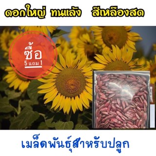 เมล็ดแม่พันธุ์ทานตะวันนำเข้า ซื้อ5แถมฟรี 1 (ขนาดเดียวกัน)ปลูกเพื่อโชว์ดอกสวยงาม ดอกใหญ่ สีสด แบ่งขาย 50และ15กรัม