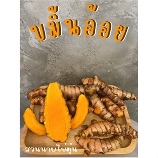 ขมิ้นอ้อย ขนาด1kg Curcuma zedoaria