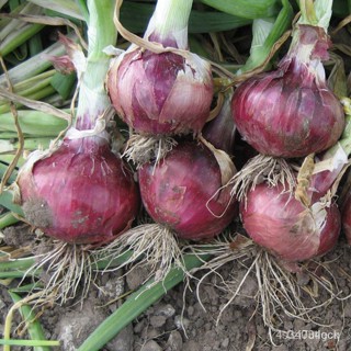 ผลิตภัณฑ์ใหม่ เมล็ดพันธุ์ จุดประเทศไทย ❤SIBUYAS / RED ONION SEEDS - (451 seeds) Red Hawk Varietyเมล็ดอวบอ้วน 10 /ดอก 2WR