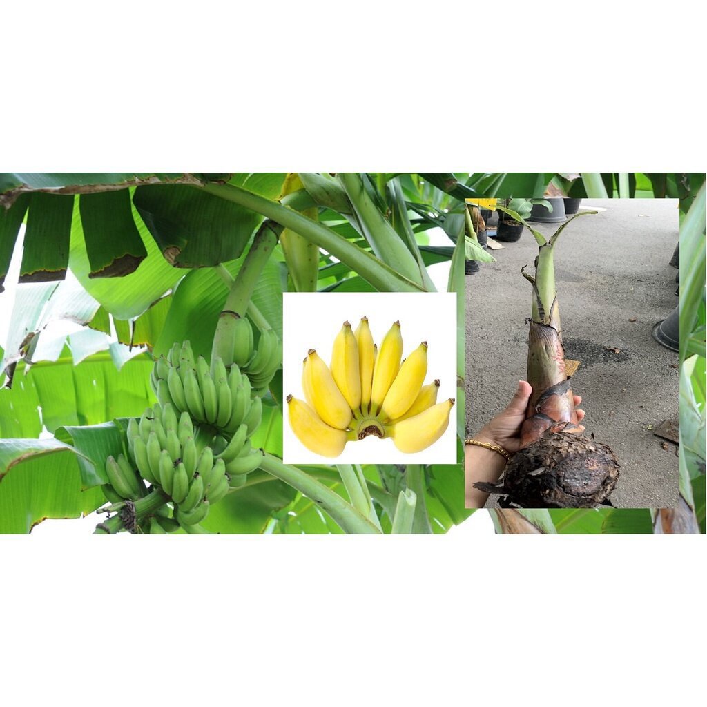 ผลิตภัณฑ์ใหม่ เมล็ดพันธุ์ 2022พันธุ์ น้ำไท หน่อต้น กล้วย หน่อกล้วย พร้อมปลูกลงดินได้เลย จัดส่งพร้อมถุง 4 นิ้ว ล /ดอก Z63