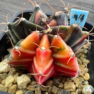 （คุณภาพสูง เมล็ด）(LB44) ต้นยิมโนด่าง คัดพิเศษ ไม้เมล็ด - (gymnocalycium) - แคคตัส/อินทรีย์ 3DLR