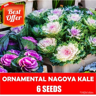 ผลิตภัณฑ์ใหม่ เมล็ดพันธุ์ จุดประเทศไทย ❤Nagoya Kale  Seeds - Ornamental Kale Seedsเมล็ดอวบอ้วน 100% รอคอยที่จะใ /ขายด FC