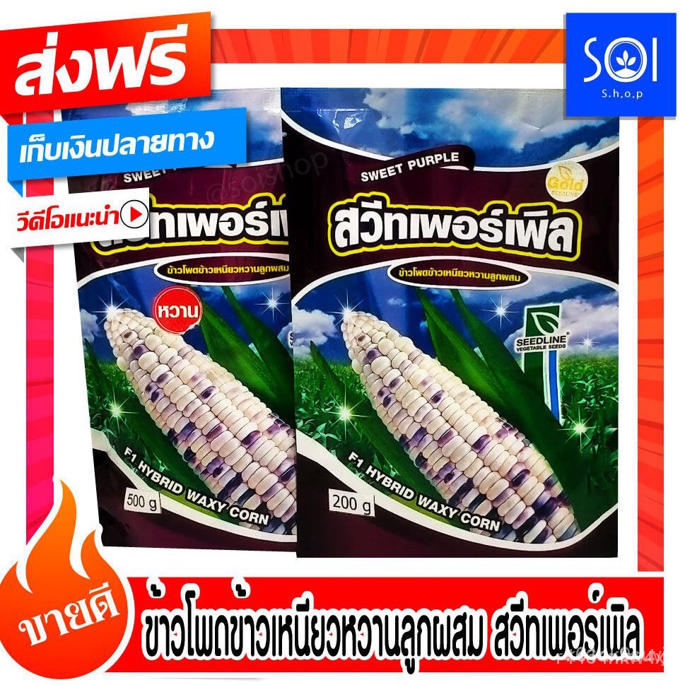 ผลิตภัณฑ์ใหม่ เมล็ดพันธุ์ จุดประเทศไทย SEEDLINE เมล็ดอวบอ้วน ข้าวโพดข้าวเหนียวหวานลูกผสม พันธุ์สวีทเพอร์เพิล (Swe/เมล็