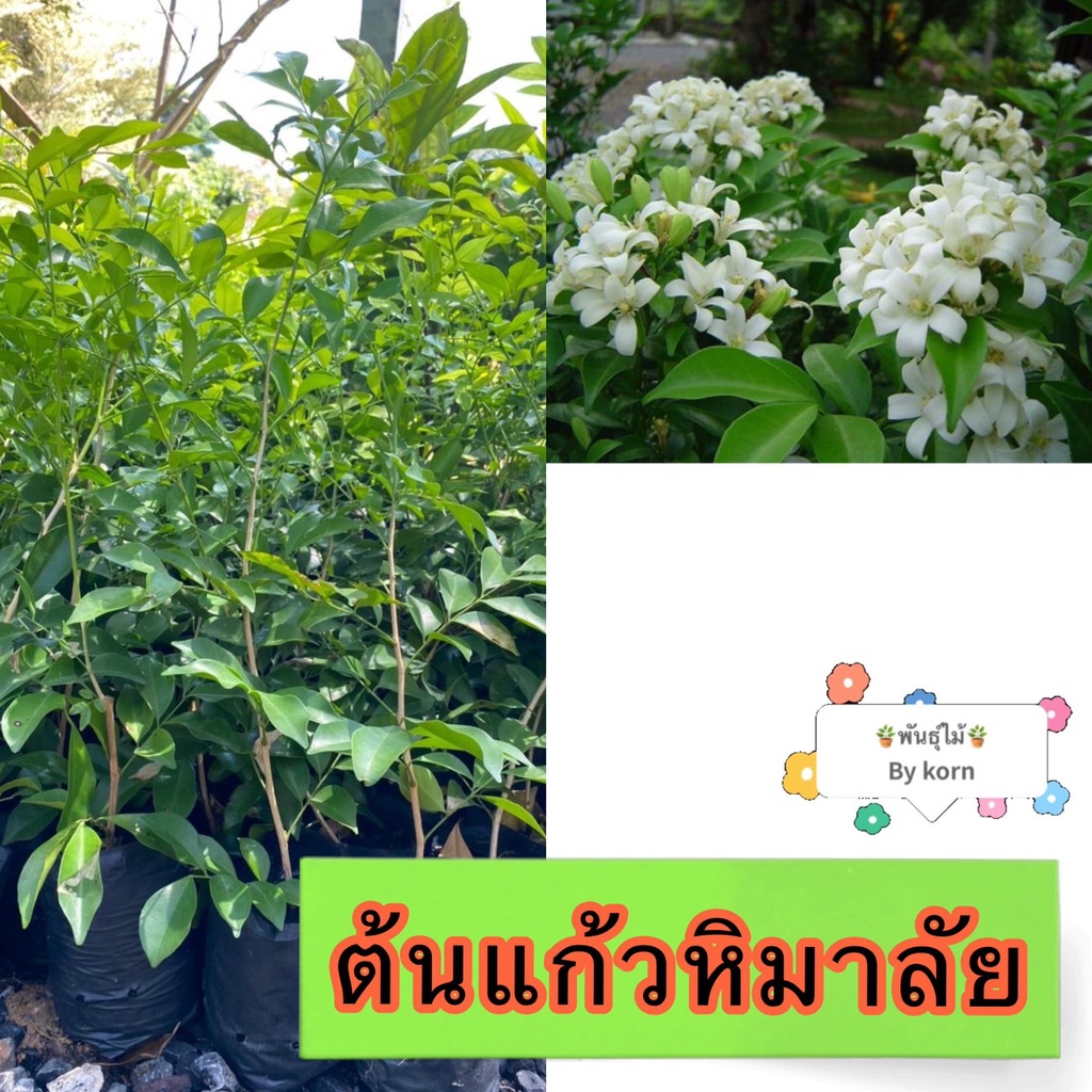 ต้นแก้วพวง หิมาลัย ไม้หอม​ พร้อมส่ง สำคัญกรุณาสั่งซื้อในเวลา12:00น.-00:00น.