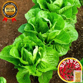 LETTUCE-150pcs Romaine seeds/Grand Tower/hybrid/easy TO Grow เสื้อ/สวน/ขึ้นฉ่าย/รองเท้า/สายโทรศัพท์ สวน/ 14.0/วางสาย HGJ