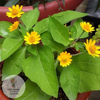 เมล็ดพันธุ์ดอกกระดุมทอง Melampodium paludosum บรรจุ 200 เมล็ด อัตราการงอกสูง