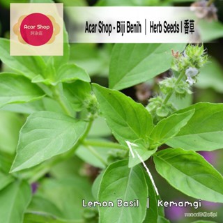 （คุณภาพสูง เมล็ด）200 Basil  Kemangi  Acar | seedsมะนาวShopGrassWhiteZinniaMixManilaFlowerMixe/ง่าย ปลูก สวนครัว /ดอก XQB