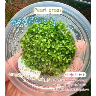 ไม้เพาะเนื้อเยื่อ Pearl grass