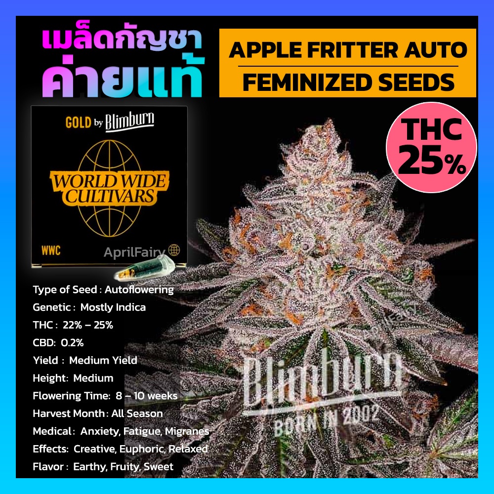 เมล็ดพันธุ์กัญชา APPLE FRITTER AUTO ออโต้ เพศเมีย เมล็ดกัญชานอก THCสูง เมล็ดค่าย Blimburnseeds รับปร