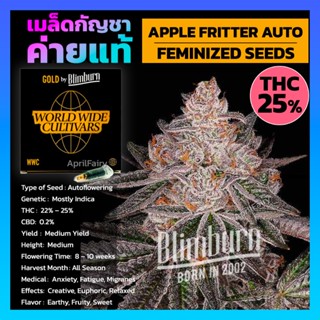 เมล็ดพันธุ์กัญชา APPLE FRITTER AUTO ออโต้ เพศเมีย เมล็ดกัญชานอก THCสูง เมล็ดค่าย Blimburnseeds รับประกัน แท้100% แบ่งขาย