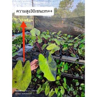 Colocasia Mojito โคโลคาเซีย โมจิโต้ ไม้กระถาง ฟอร์มสวย