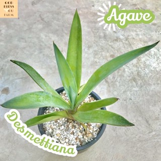 [อากาเว่ปากนกแก้ว] Agave Desmettiana ส่งพร้อมกระถาง แคคตัส Cactus Succulent Haworthia Euphorbia ไม้หายาก พืชอวบน้ำ