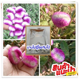 บานไม่รู้โรย หัวใจจัมโบ้  บรรจุ 150 เมล็ด ราคา 60 บาท