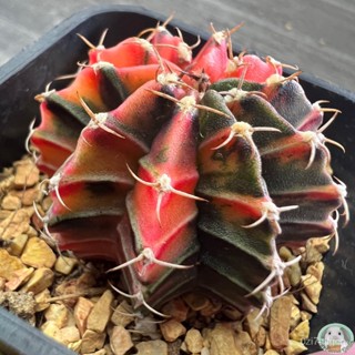 (LP17) ต้นยิมโนด่าง คัดพิเศษ ไม้เมล็ด - (gymnocalycium) - แคคตัส/ง่าย ปลูก สวนครัว เมล็ด/อินทรีย์ PSFU