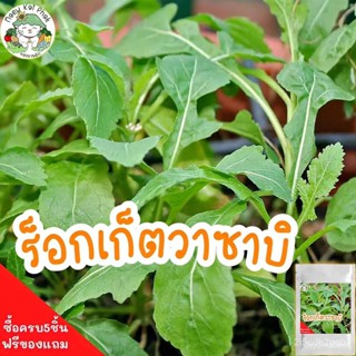 ผลิตภัณฑ์ใหม่ เมล็ดพันธุ์ 2022เมล็ดอวบอ้วน ผักสลัด ร็อกเก็ตวาซาบิ Eruca sativa Wasabi (Rocket) 200 เมล็ด เมล็ดอ คล/เ SSP