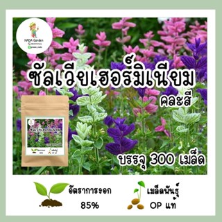 เมล็ดพันธุ์ดอกซัลเวียเฮอร์มิเนียม  Butterfly Salvia Marble Arch คละสี เมล็ดพันธุ์OPแท้