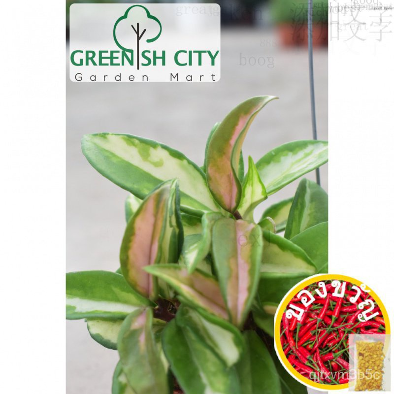 GNC - Hoya carnosa tricolor hanger Climber Live Plant ต้นไม้ตกแต่งของกระทรวงสุขภาพและสุขภาพสุขภาพและ