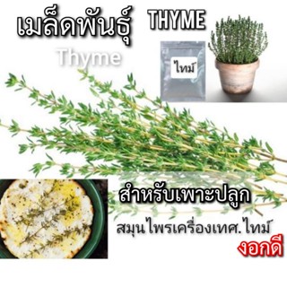 เมล็ดไทม์ 100เมล็ด เมล็ดพันธุ์ THYME เมล็ดพันธุ์พืช สมุนไพรเครื่องเทศ งอกดี พร้อมส่ง