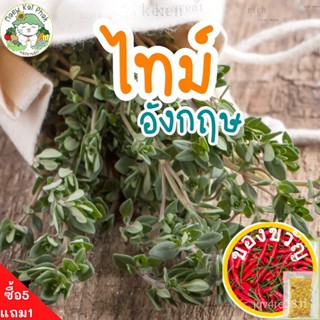เมล็ดพันธุ์ ไทม์ อังกฤษ English Thyme Seed 500 เมล็ด เมล็ดพันธุ์แท้ นำเข้าจากต่างประเทศ ไธม์ ปลูกง่าย โตไว ปลูกผัก สวนคร