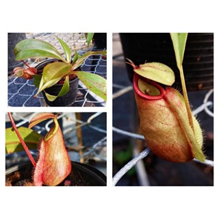 หม้อข้าวหม้อแกงลิง ลูกผสม Pitcher plant, Nepenthes