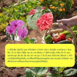 หัวเชื่อEMแท้100% ขนาด5ลิตร หัวเชื้อจุลินทรีย์ชีวภาพอีเอ็ม บำบัดน้ำเสีย ดับกลิ่นโถสุขภัณฑ์(บิลแจ้งก่อนส่งของนะคะ)