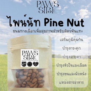 [Paws-sible] ไพน์นัท Pine nut อาหารแฮมเตอร์ อาหารกระรอก อาหารหนูแฮมสเตอร์ อาหารแฮมสเตอร์ ขนมกระรอก ขนมแฮมสเตอร์