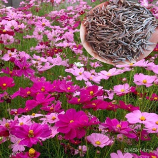 （คุณภาพสูง เมล็ด）100 แคปซูล / ถุง เมล็ดพันธุ์ ดอกคอสมอส เมล็ดบอนสี (Cosmos flower seeds) บอนสี ไม้ปร/ง่าย ปลูก ส/ขายดี C