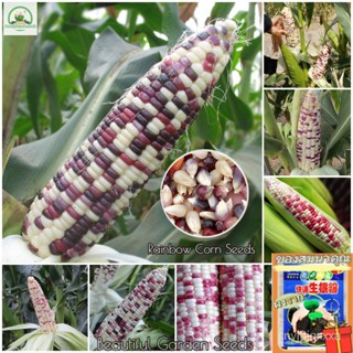 （คุณภาพสูง เมล็ด）เมล็ดพันธุ์ เมล็ดข้าวโพดเทียนรวม เมล็ดบอนสี Rainbow Mix Waxy Corn Seeds เมล็/ขายดี ผัก ปลูก /ขายดี E70V