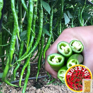 เมล็ดพริกยาวคุณภาพดีเมล็ดพริกพริกไทยร้อนสำหรับขายเมล็ด Vege สำหรับทำสวนของเล่น Vege อินทรีย์/บ้านและสวน/เสื้อ/ 6STU