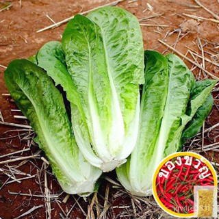 เมล็ด Leaf lettuce Romaine SHORT 100ชนิดเม็ด /rha/tote/atup/rose/สวน /เชเด็ป/ เอสเต็ตต์ MVGQ